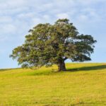 arbre