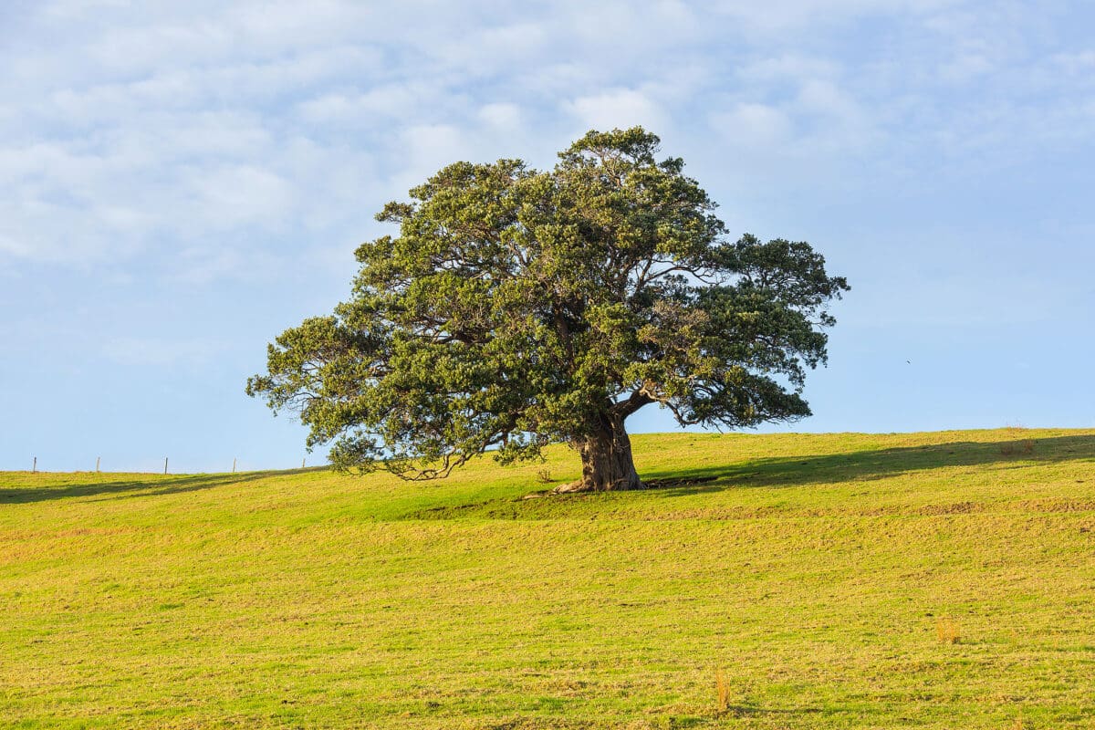 arbre