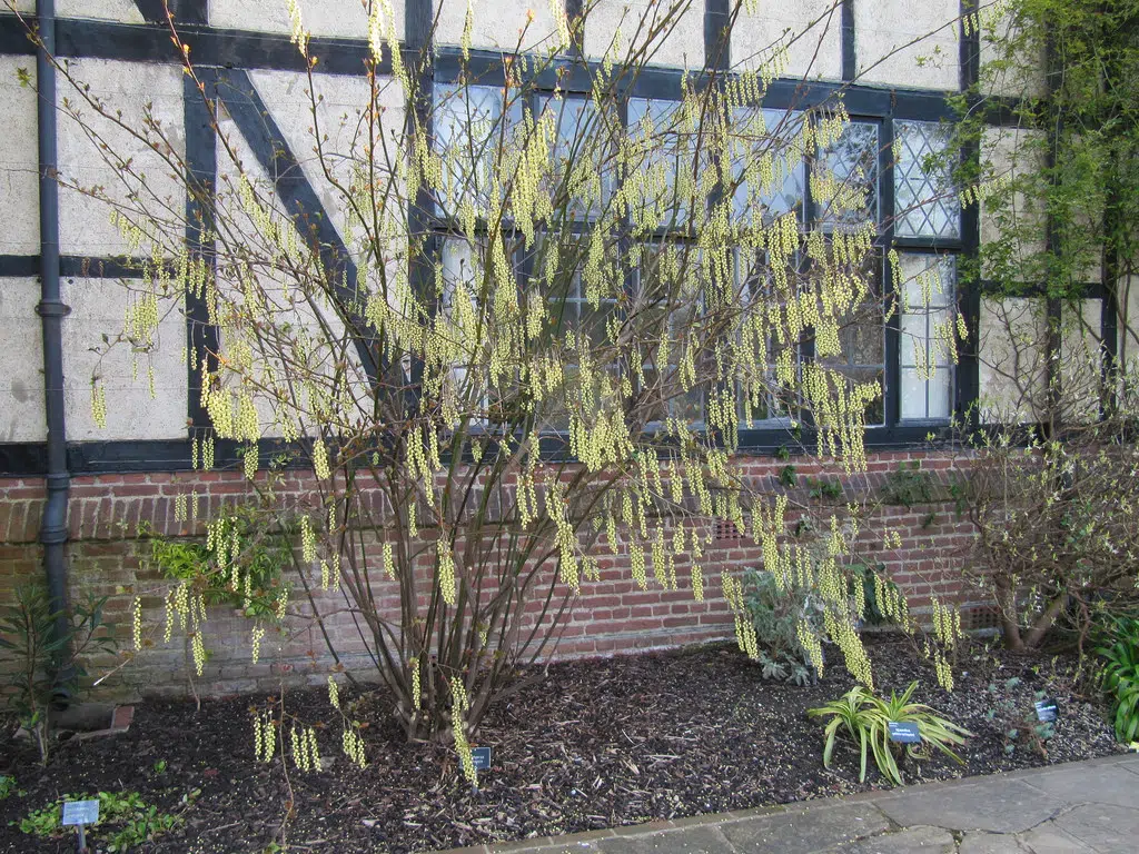 Décoration florale extérieur stachyurus