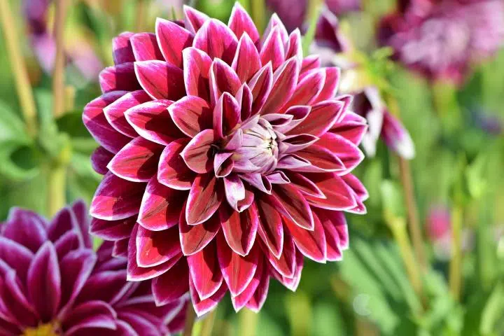 dahlia