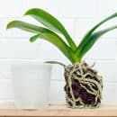 Rempoter une orchidée