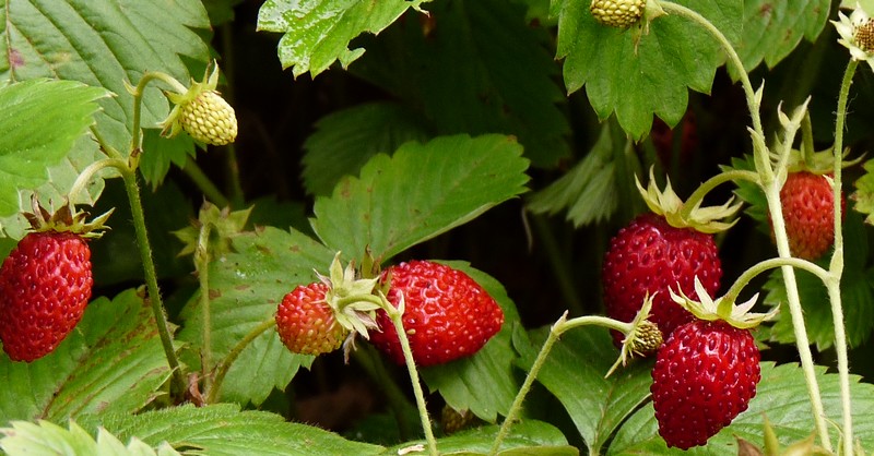 ou planter fraise des bois