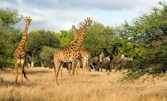 safari
