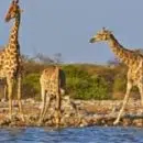 Voyage Kenya,séjour Tanzanie