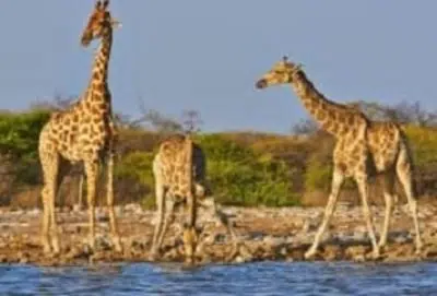 Voyage Kenya,séjour Tanzanie