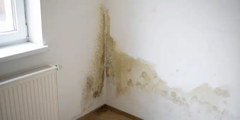 Absorbeur d'humidité naturel l'allié de taille contre l'humidité dans votre maison