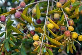 Maladie de l'olivier : découvrez les photos et les traitements efficaces pour les soigner