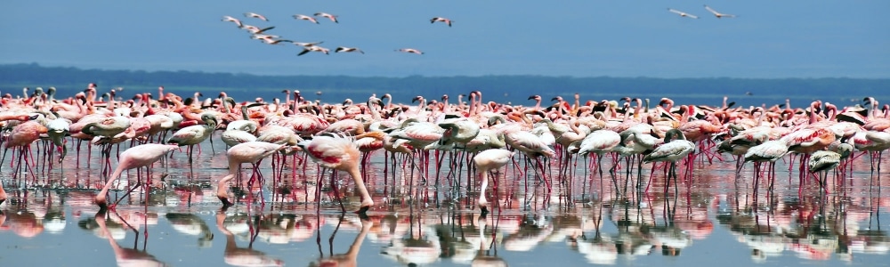 Vivre une expérience inoubliable au Kenya
