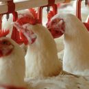 L’Anses prépare le futur de l’élevage avicole