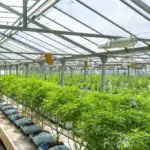 grossiste de CBD