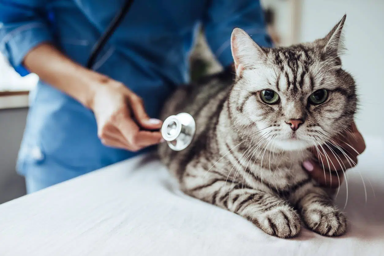 chat santé