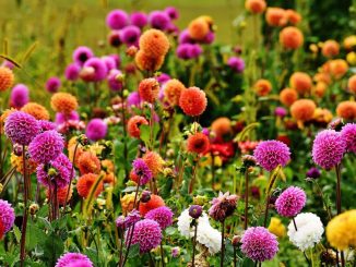 dahlias