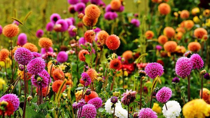 dahlias