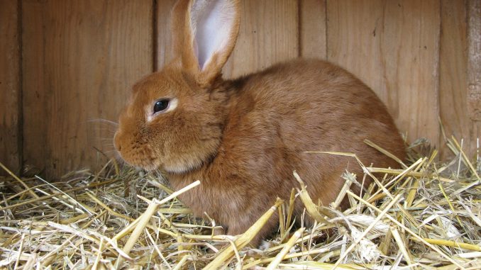 hare-285470_1280