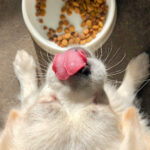 L'importance d'une bonne alimentation pour un chien