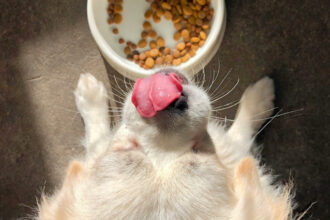 L'importance d'une bonne alimentation pour un chien