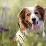 Mutuelle chien : garantir le bien-être de votre animal