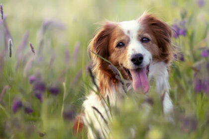 Mutuelle chien : garantir le bien-être de votre animal