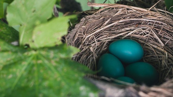 nest-843231_1280