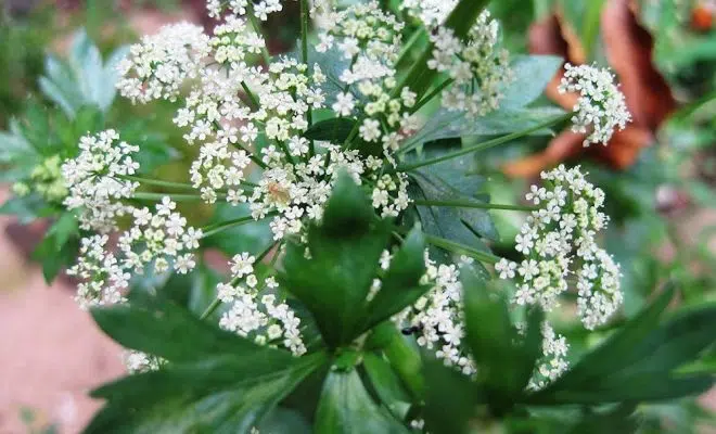 Plantes pour vaporisateur