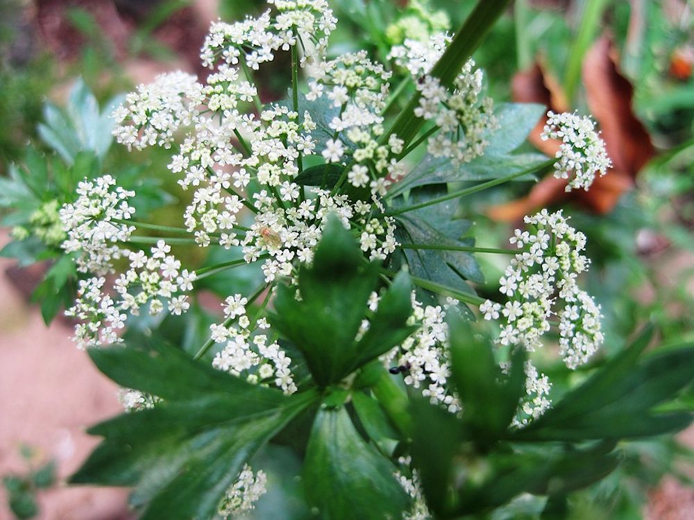 plantes vaporisateur Plantes pour vaporisateur