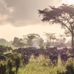 trek masai