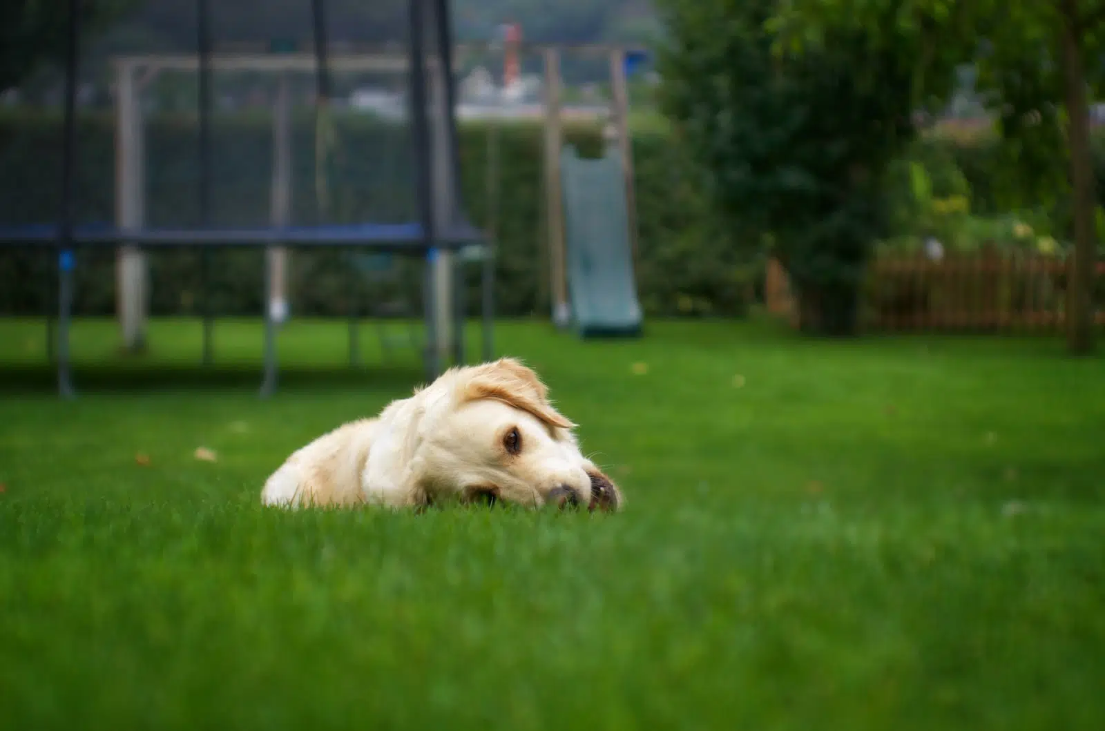 yellow Golden retriever lying on grass